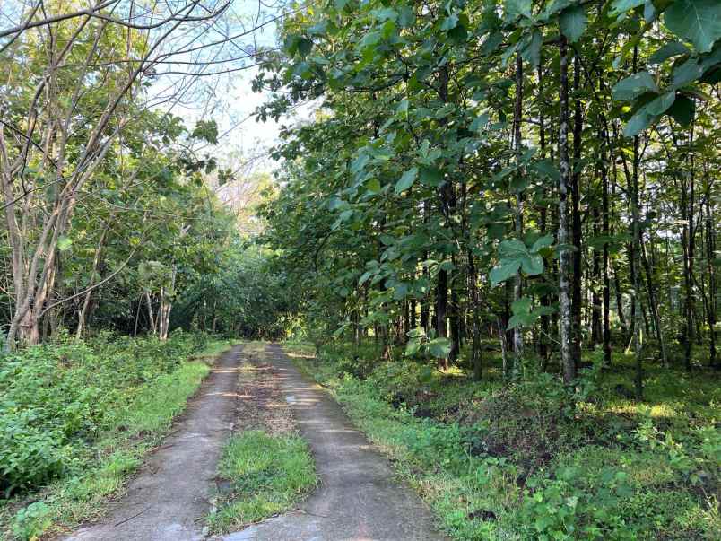 tanah kebun jati 7000m hanya 700 juta karanganyar