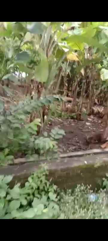 tanah rata dan padat pinggir jln desa