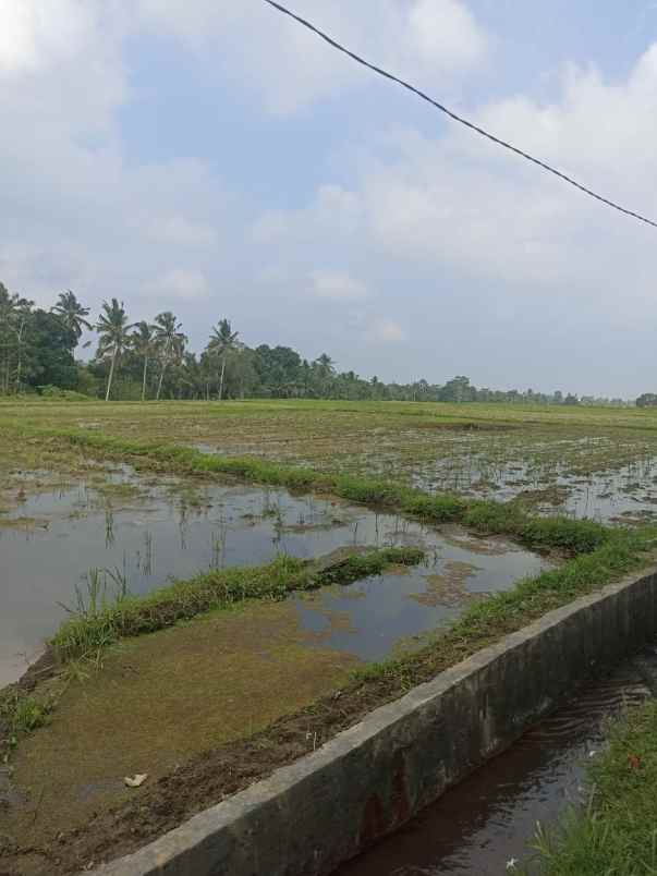 tanah sawah harga murah di penebel tabanan bali