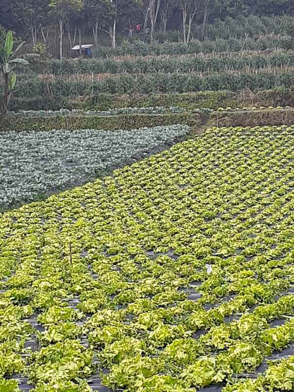 dijual tanah bukanagara pagermaneh