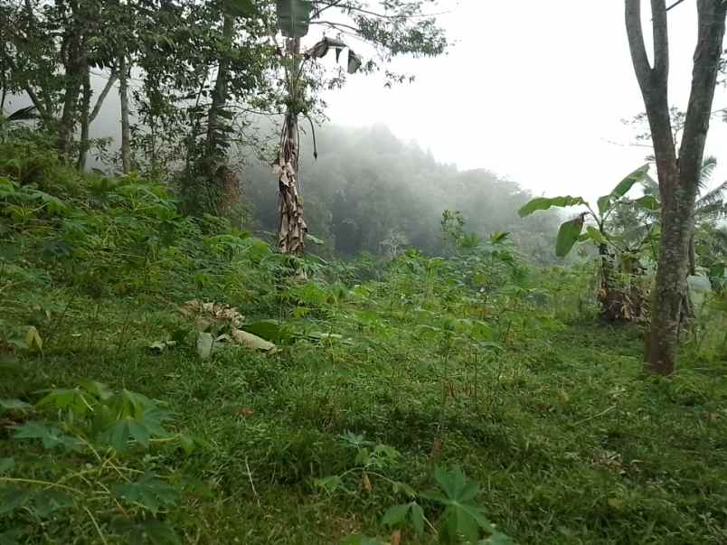 dijual tanah dan sawah produktif pinggir jalan