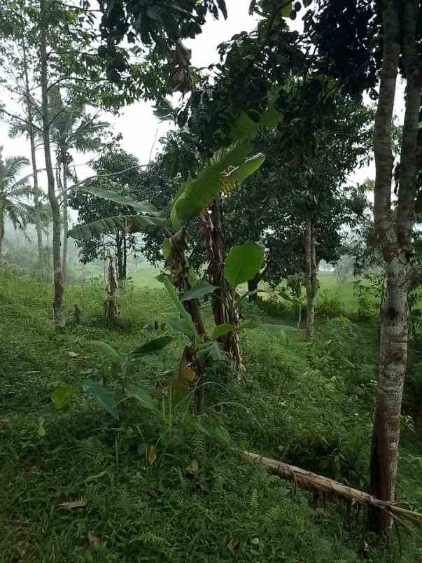 dijual tanah dan sawah produktif pinggir jalan
