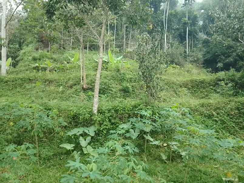 dijual tanah dan sawah produktif pinggir jalan