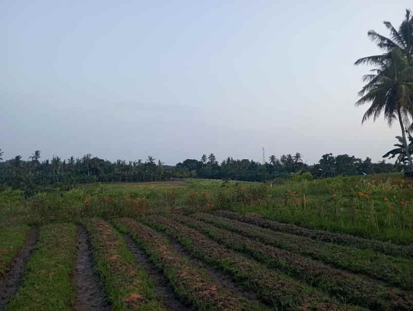 dijual tanah desa antap kec selemadeg