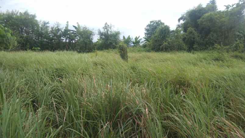 dijual tanah jalan syeh quro