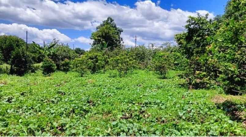 dijual tanah ji raya pasir putih pasir