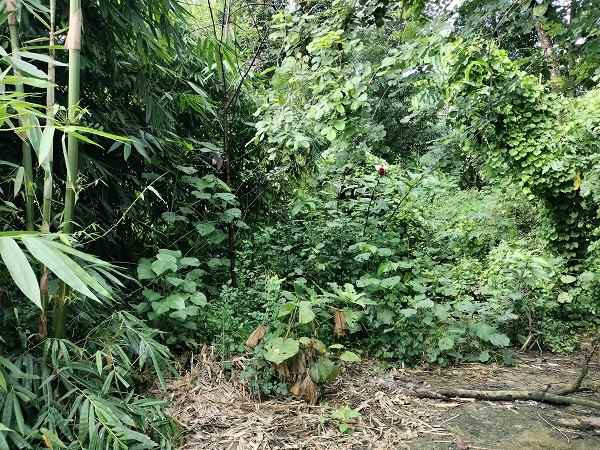 dijual tanah jl gatak ngentan umbulmartani