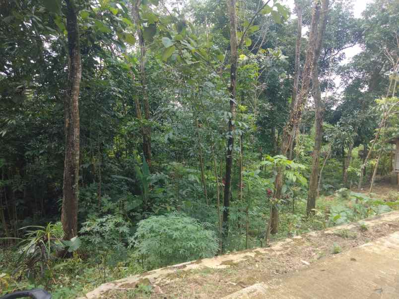 dijual tanah kebun pinggir jl desa