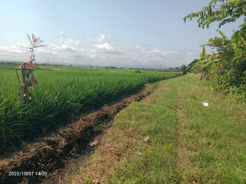 dijual tanah kelating tabanan bali