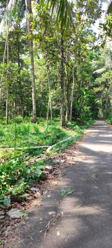 dijual tanah panggang kemalang