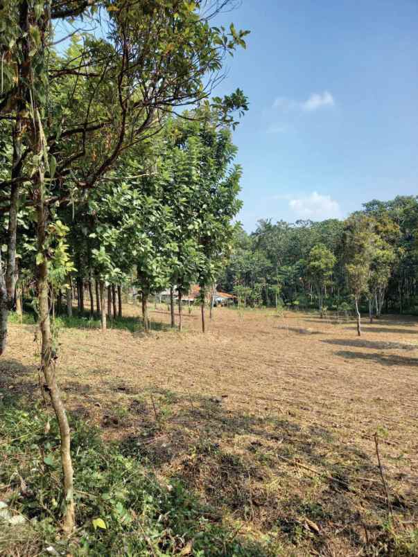 dijual tanah raya nagreg