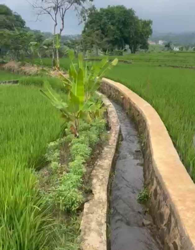 dijual tanah sawah produktif
