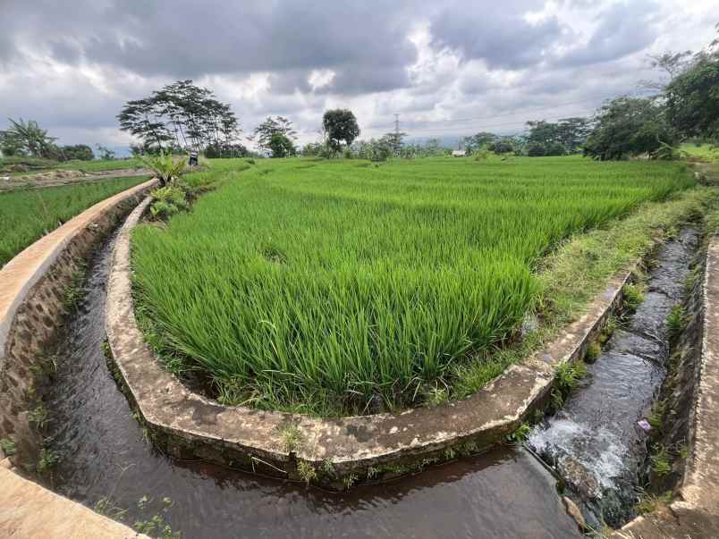 dijual tanah sawah produktif