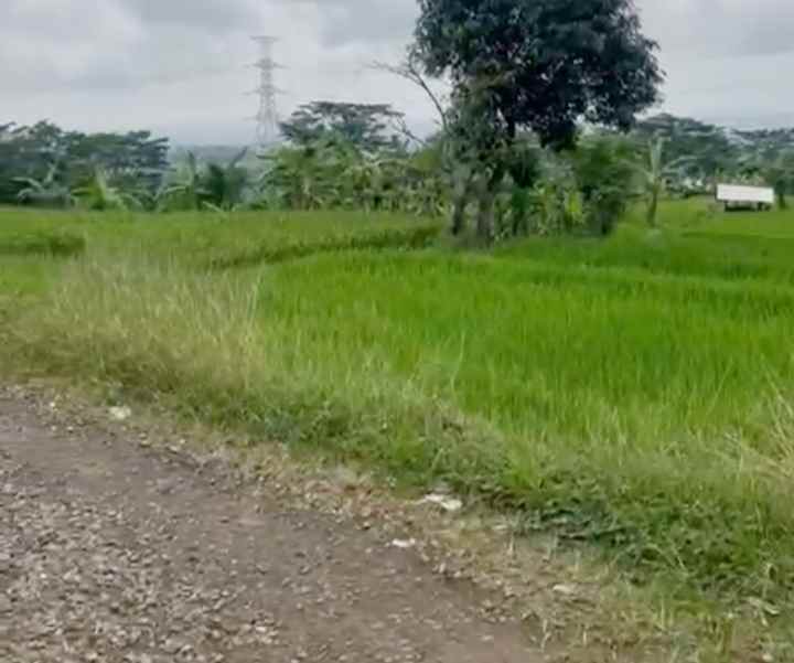 dijual tanah sawah produktif