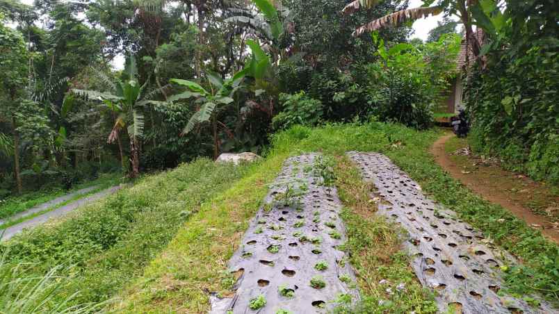 dijual tanah wanayasa