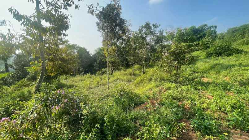 dijual tanah wanayasa