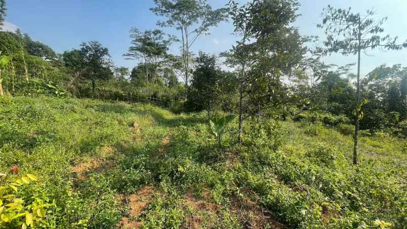 dijual tanah wanayasa