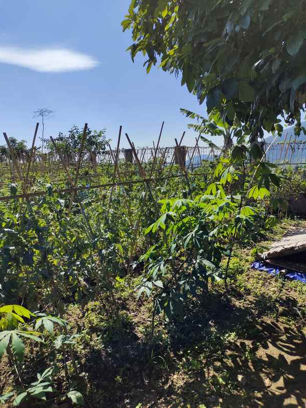 dijual villa puncak cipanas panorama hijau