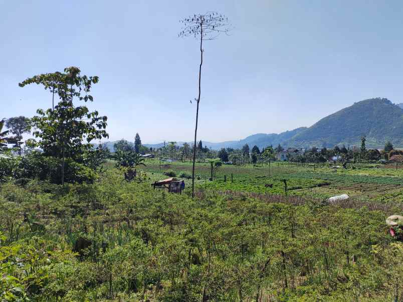 dijual villa puncak cipanas panorama hijau