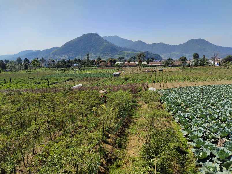 dijual villa puncak cipanas panorama hijau