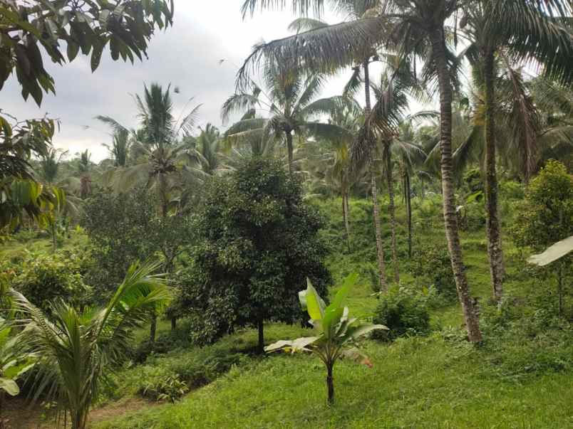 jual tanah 3 air terjun selemadeg tabanan