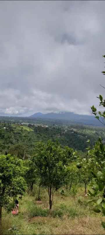 jual tanah kebun sangat bagus di kintamani bangli bali