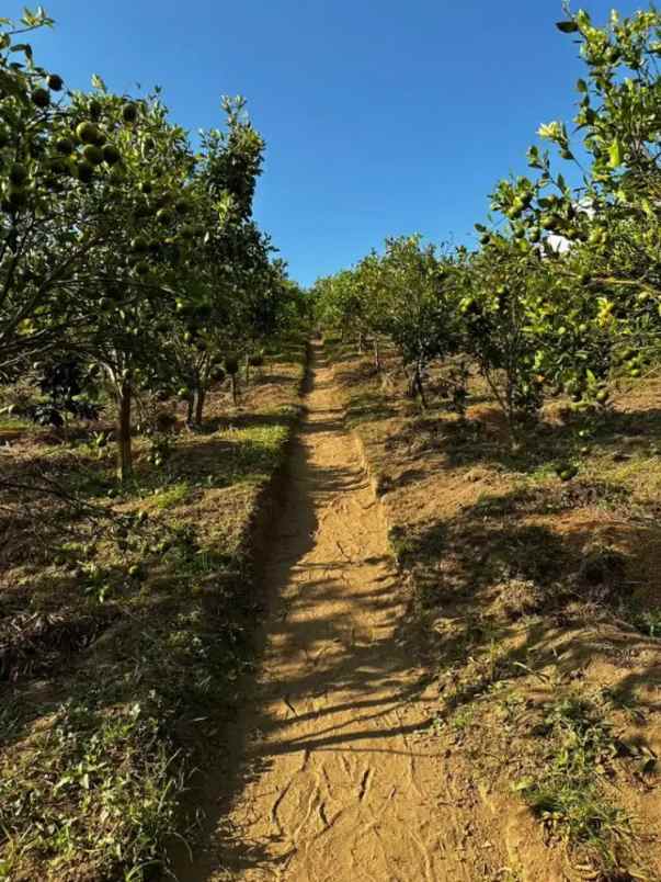 jual tanah kebun sangat bagus di kintamani bangli bali