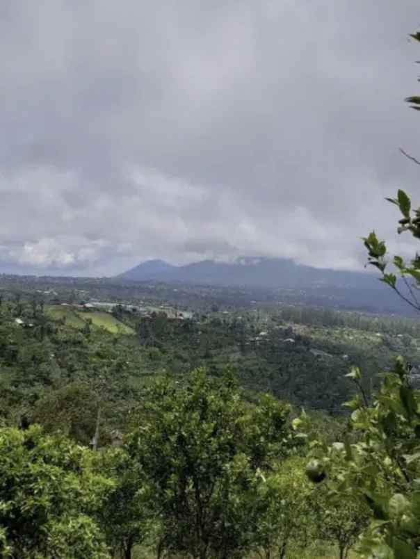 jual tanah kebun sangat bagus di kintamani bangli bali