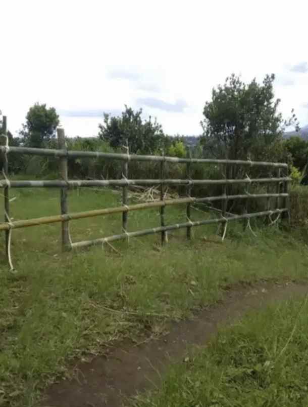 jual tanah kebun sangat bagus di kintamani bangli bali