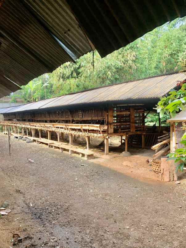 kandang peternakan lokasi ampel boyolali strategis
