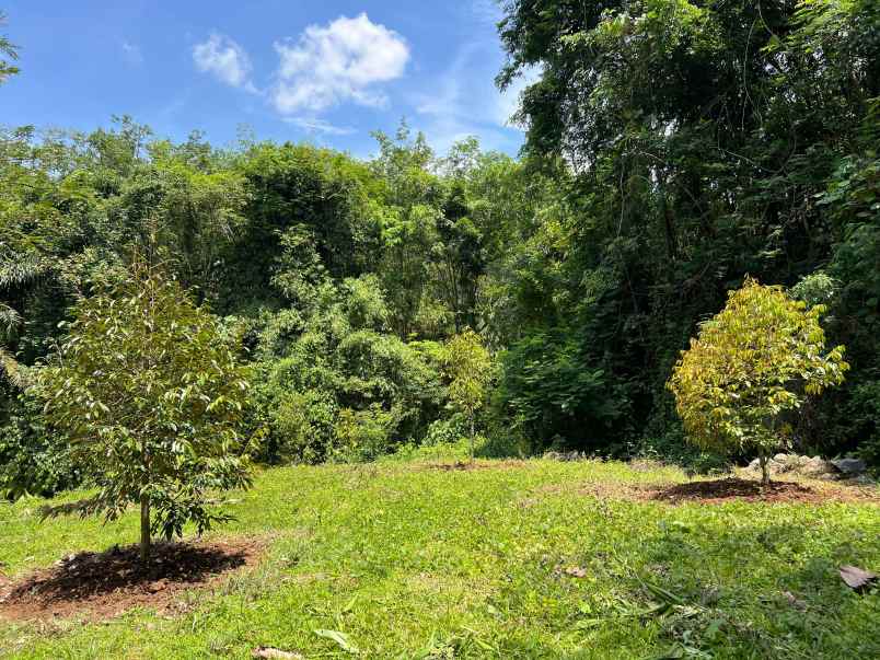 kebun durian 1000m2 200 jt nego karanganyar