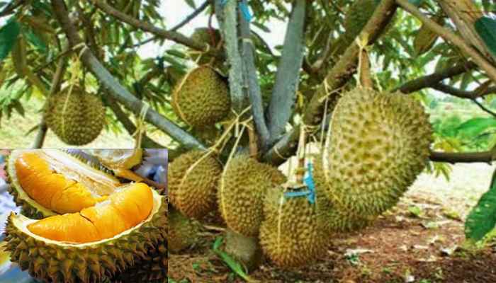 kebun durian musang king bogor