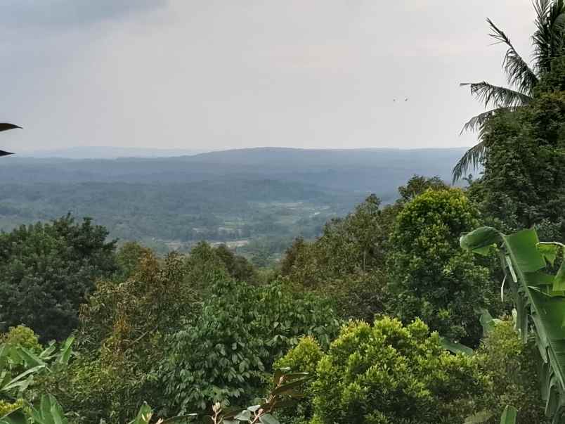 kebun produktif ada durian view bagus