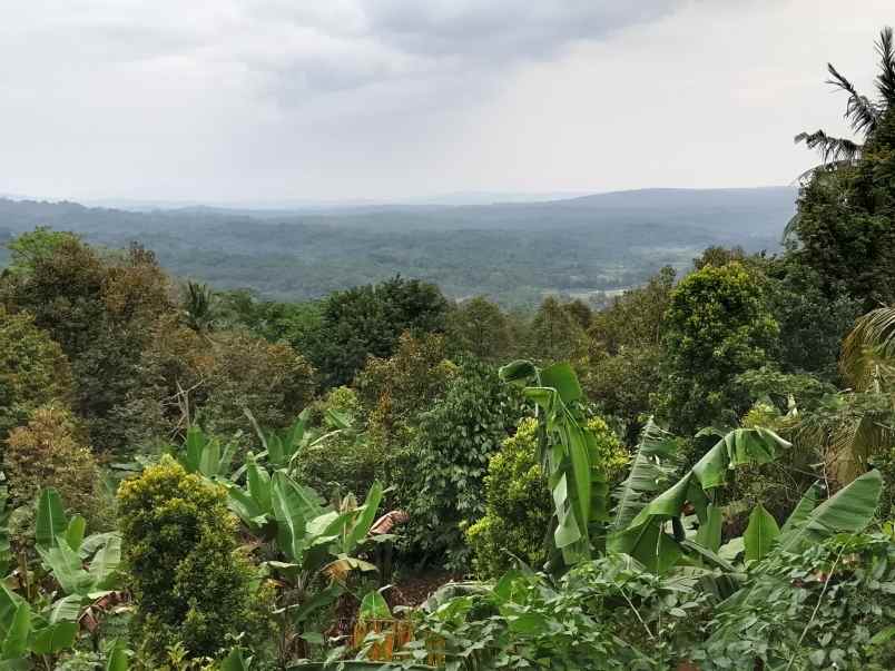 kebun produktif ada durian view bagus