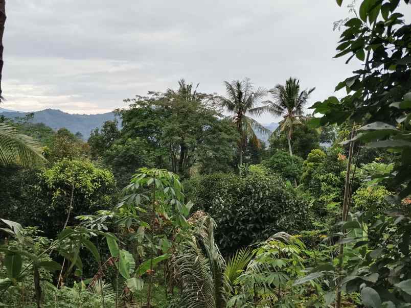 kebun produktif ada durian view bagus
