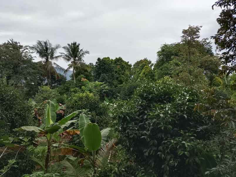 kebun produktif ada durian view bagus