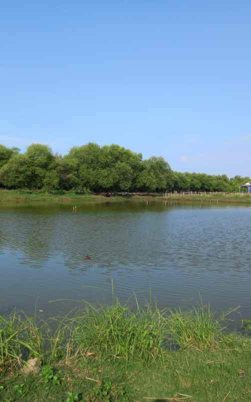 tambak ikan aktiv dan produktiv