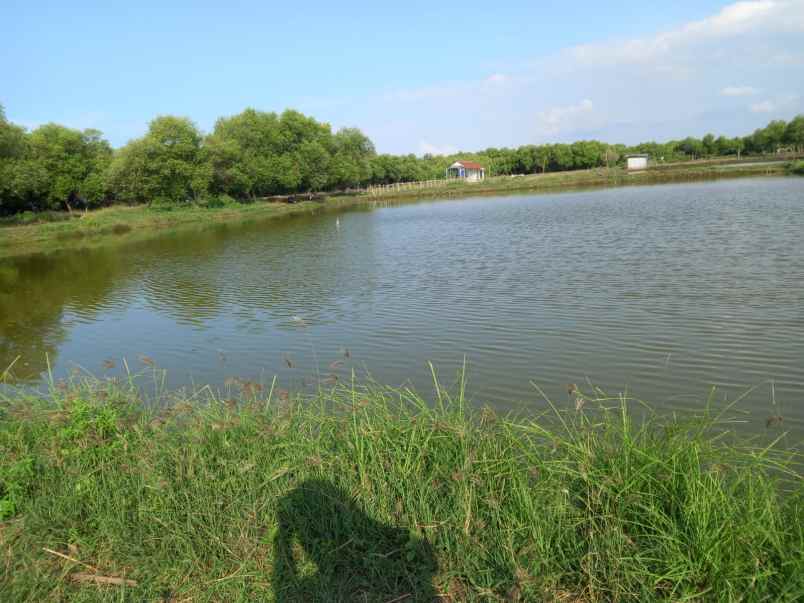 tambak ikan aktiv dan produktiv