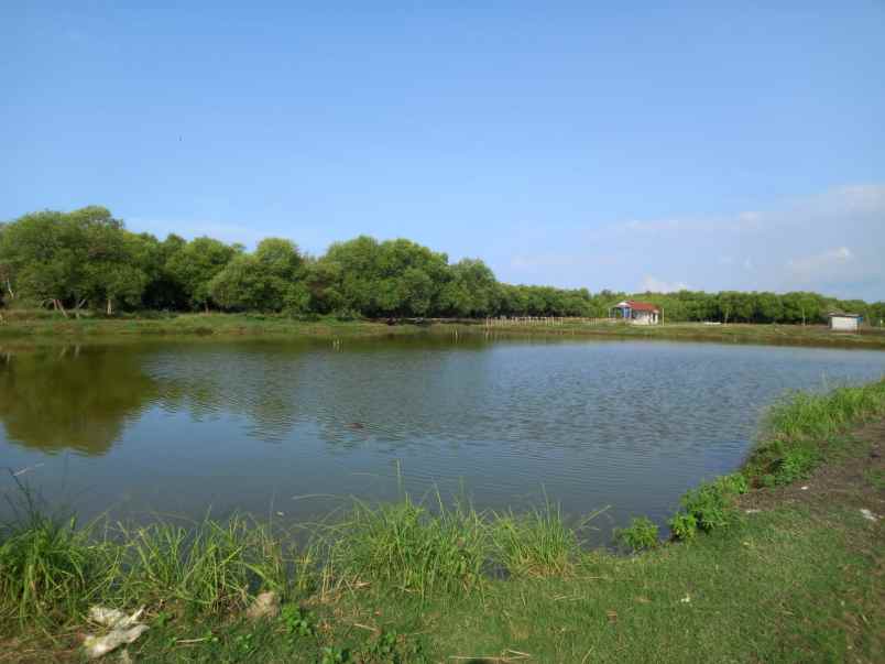 tambak ikan aktiv dan produktiv