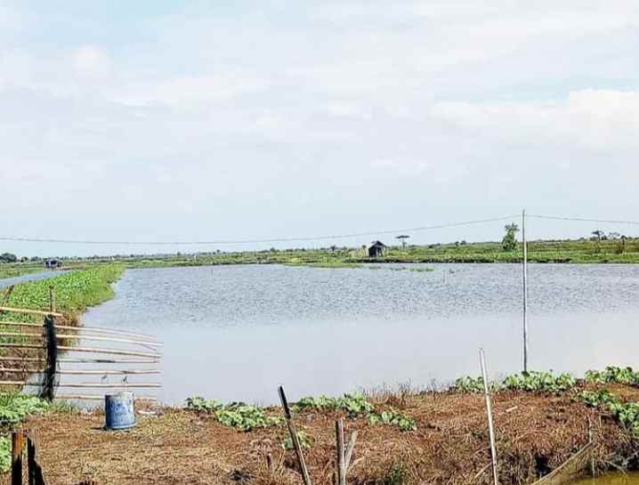 tanah 100 hektar muaragembong bekasi