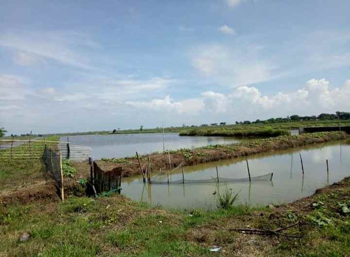 tanah 100 hektar muaragembong bekasi