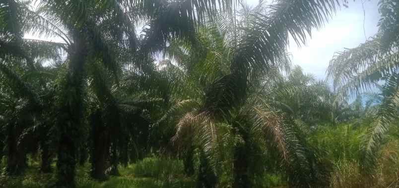 tanah di kawasan kec pantai labu deli serdang