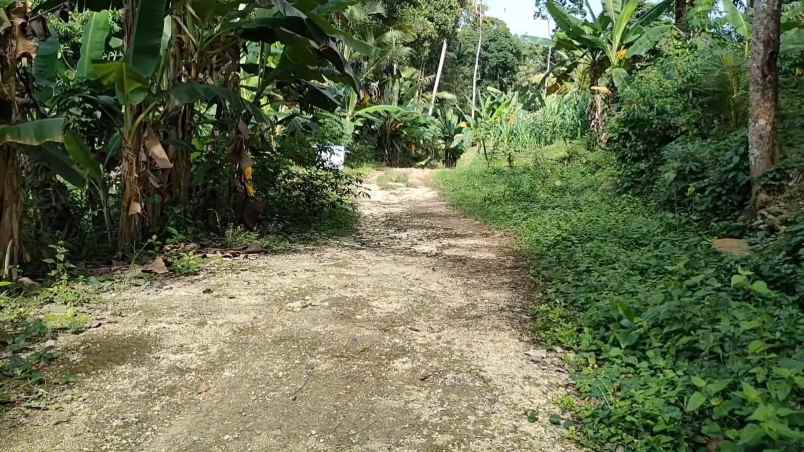 tanah kebun shm zona kuning pemukiman di tabanan balu