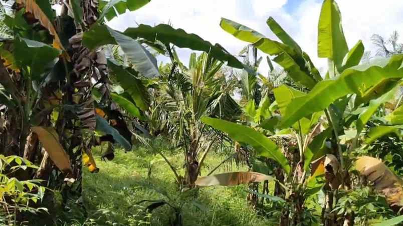 tanah kebun shm zona kuning pemukiman di tabanan balu