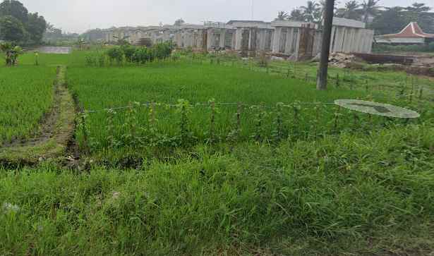 dijual sawah strategis di jalan cangkringan sleman