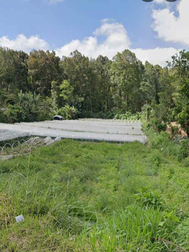 dijual tanah bedugul