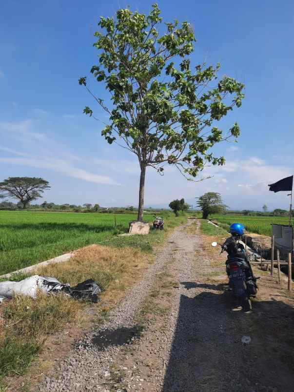 dijual tanah desa turus kec polanharjo