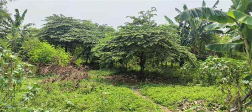 dijual tanah jalan kapul muara raya