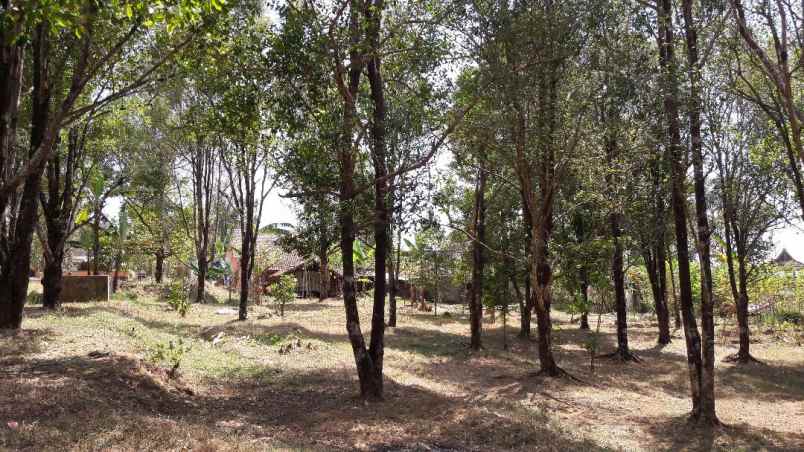 dijual tanah jalan linggasana