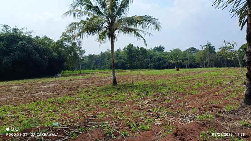 dijual tanah jl lintas sumatera tegineneng